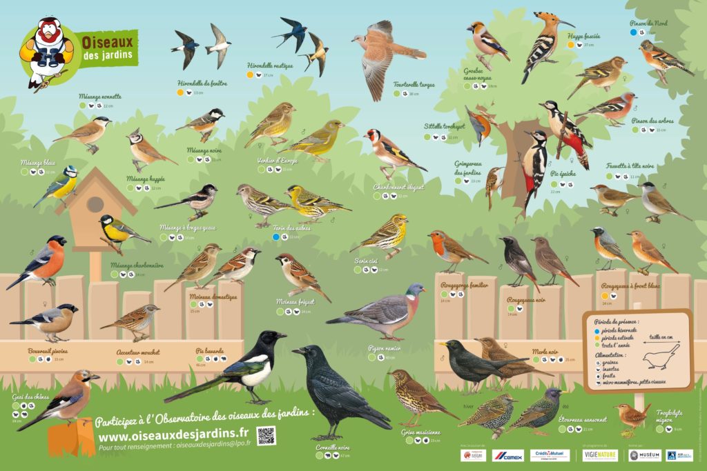 Les espèces d'oiseaux des jardins