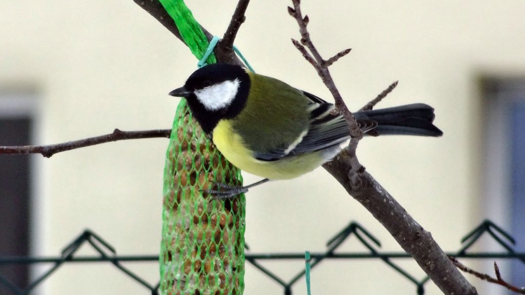 Activité écologique : construire une mangeoire à oiseaux- Blog Hydrao