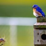 Protéger la planète, aidez les oiseaux