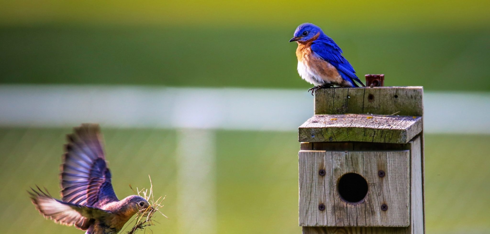 Protéger la planète, aidez les oiseaux