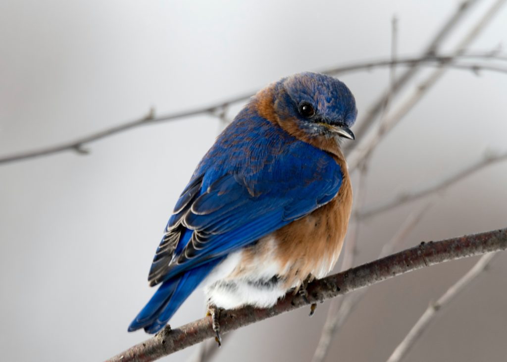 Activité écologique : observer les oiseaux avec ses enfants