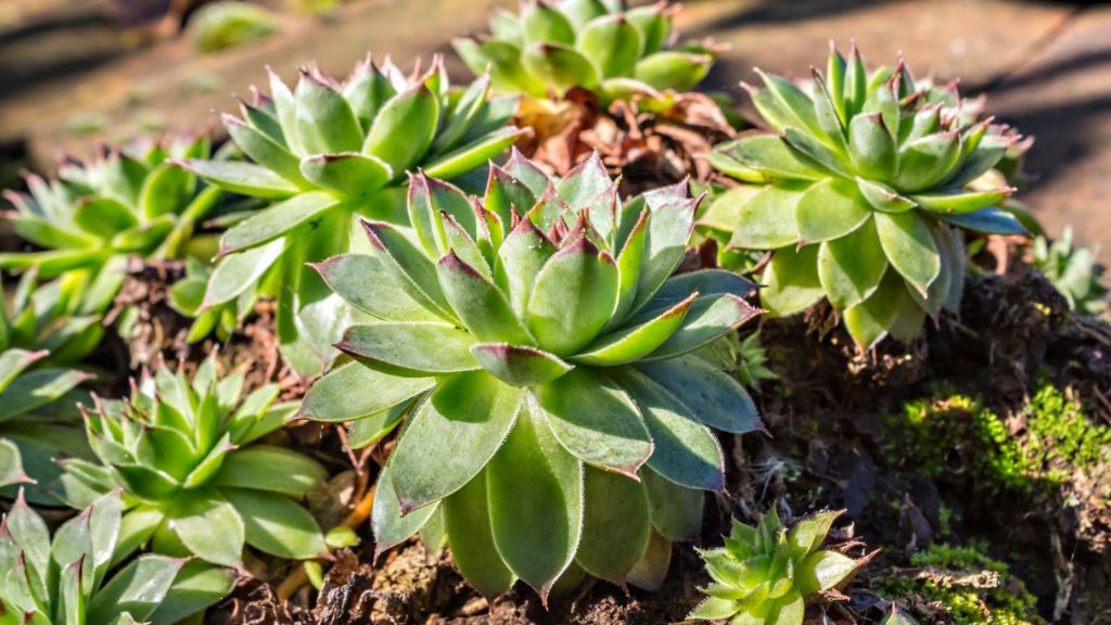 Réduire arrosage plante chameaux