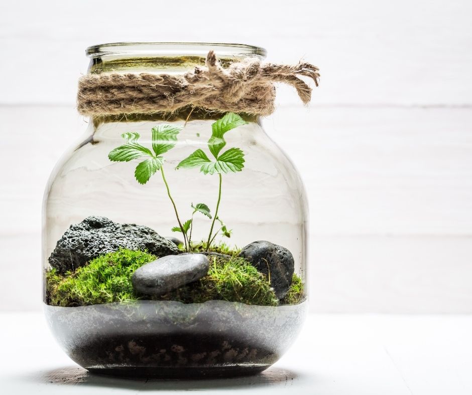 Activités famille : comment faire un terrarium ?