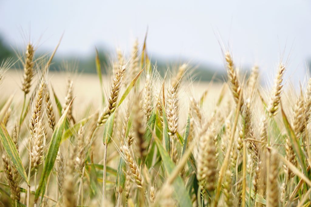 La sécurité alimentaire dépend de l'eau