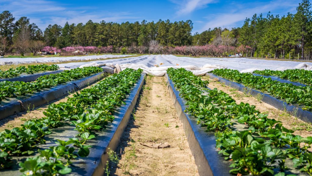 Promotion de l'agriculture durable